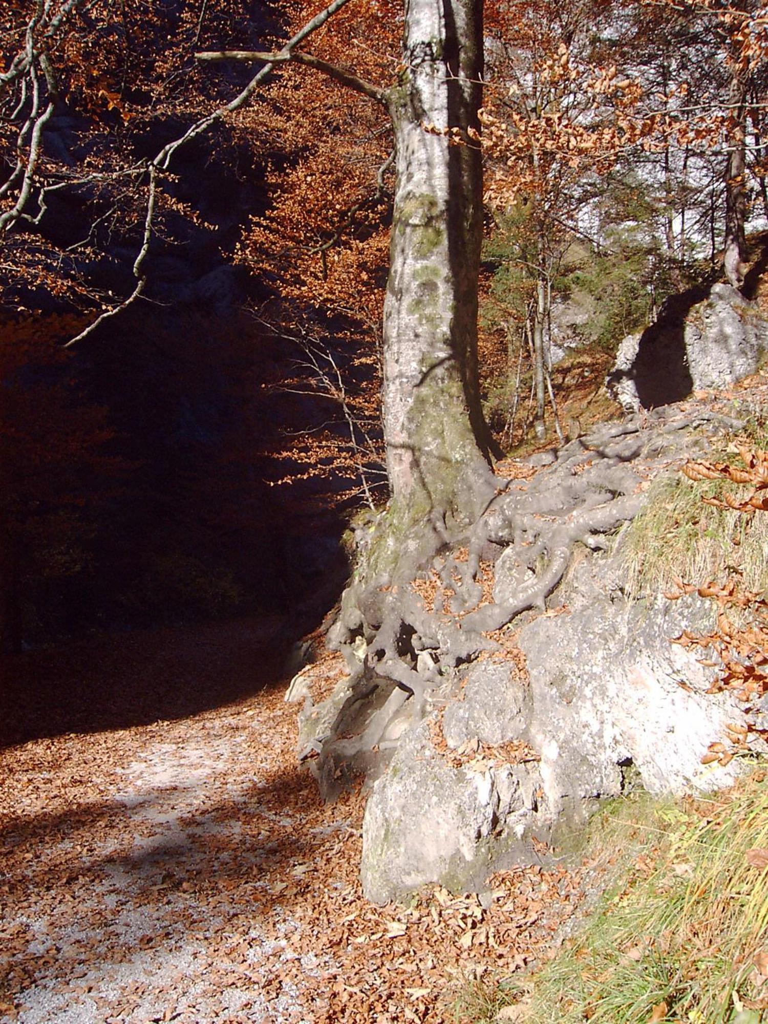 Pension Alpenstern Oberau Buitenkant foto